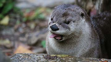 river otter