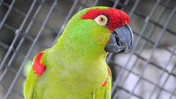 Thick Billed Parrot