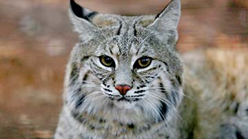 Bobcat