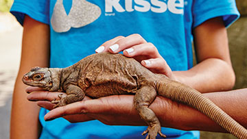 kid in Hershey Kisses shirt petting an iguana